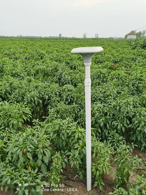 臨潁縣5G技術(shù)賦能辣椒種植，助推現(xiàn)代農(nóng)業(yè)高質(zhì)量發(fā)展
