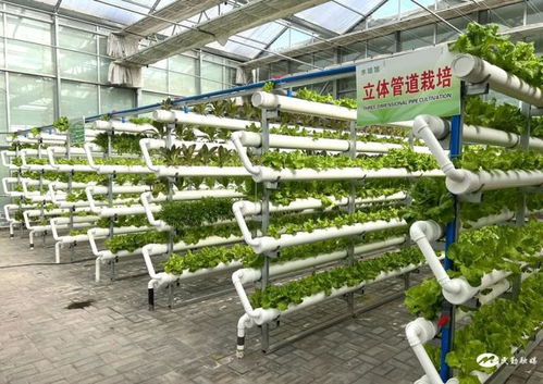 民勤縣紅旗谷現(xiàn)代智慧農(nóng)業(yè)示范園 農(nóng)旅融合促發(fā)展，鄉(xiāng)村振興產(chǎn)業(yè)旺