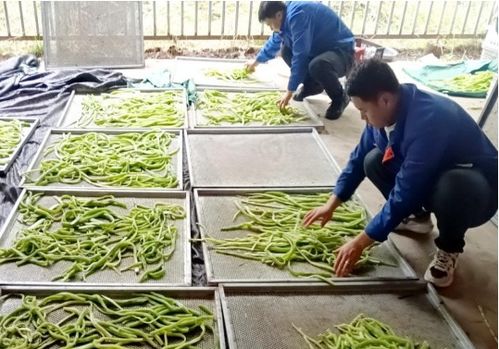 臨夏執稅之筆，奮力書寫富農豐收卷——農業種植技術開發賦能鄉村振興