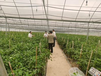 江華人大深入一線開展蔬菜產業發展專題調研，助力農業種植技術開發與產業升級